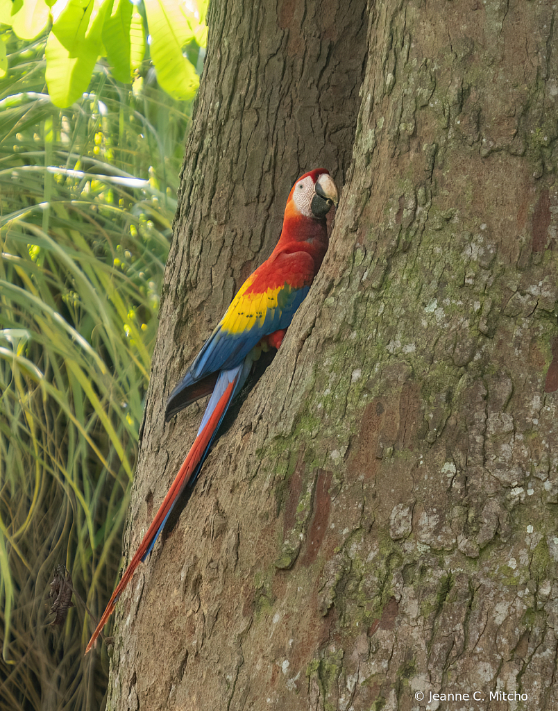 Scarlet macaw - ID: 16070653 © Jeanne C. Mitcho