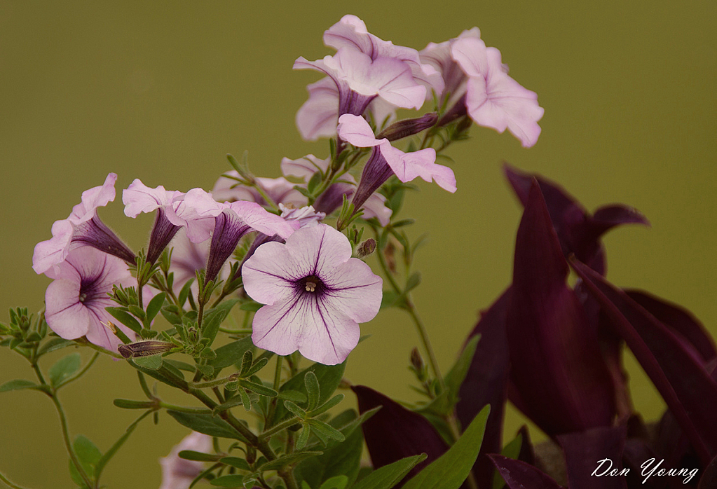 Petunias - ID: 16070551 © Don Young