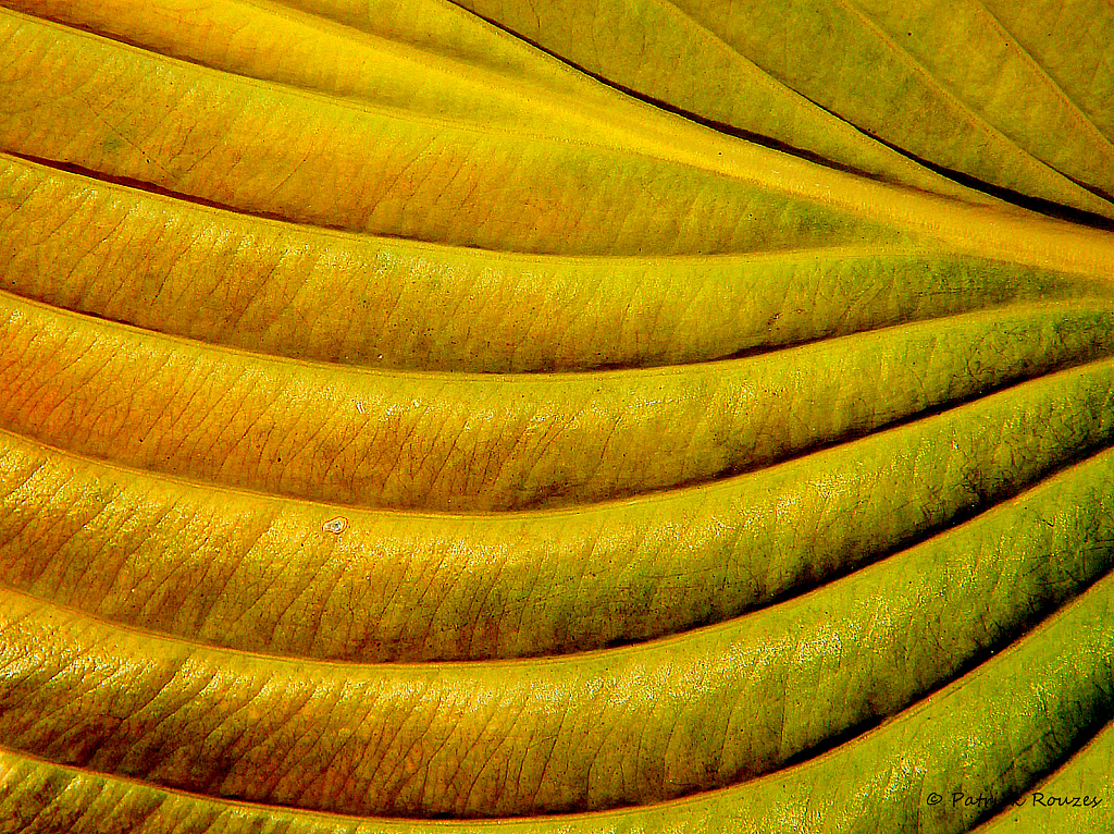 Fading Hosta