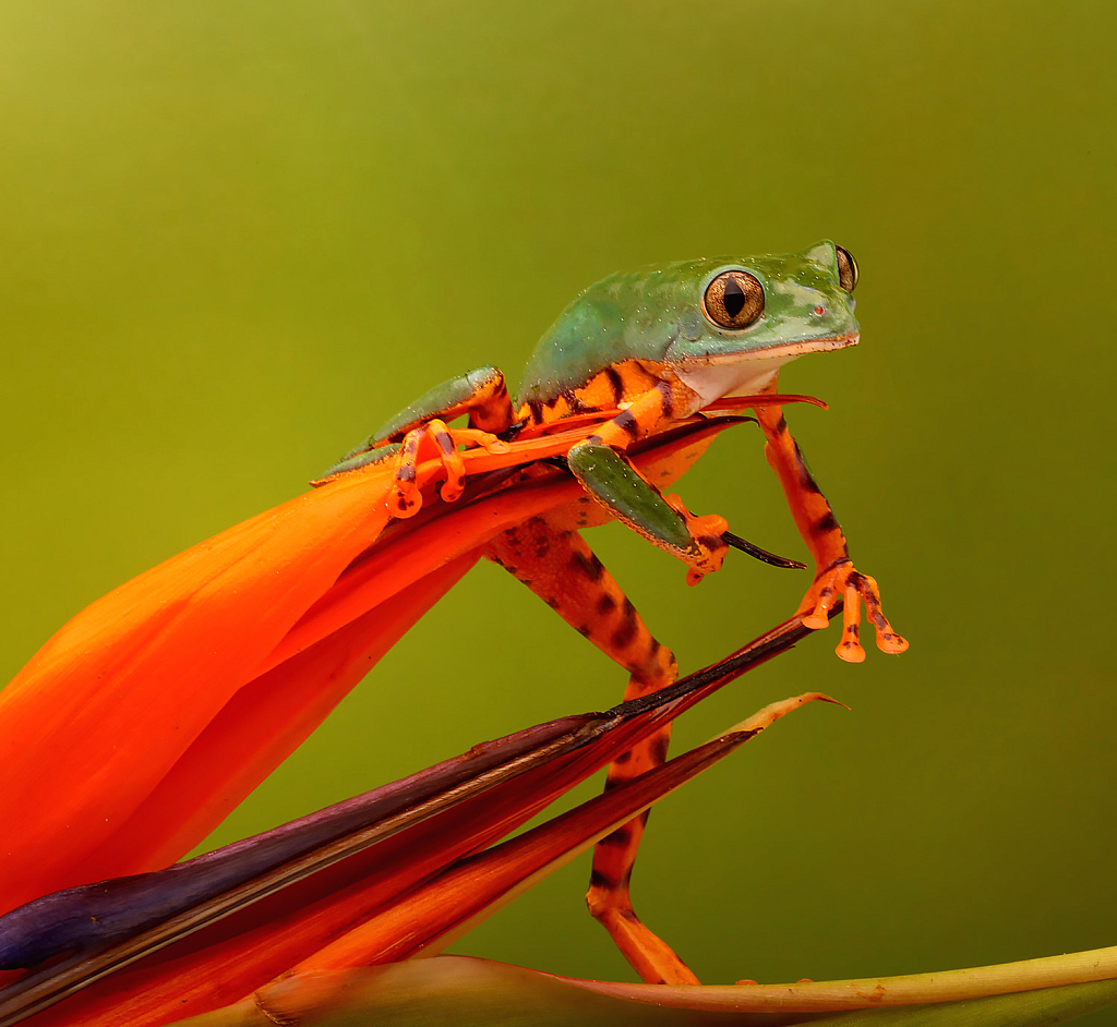 Out on a Limb