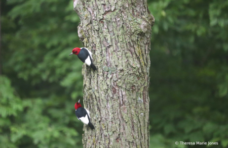 Two Red Headed Woodpecker