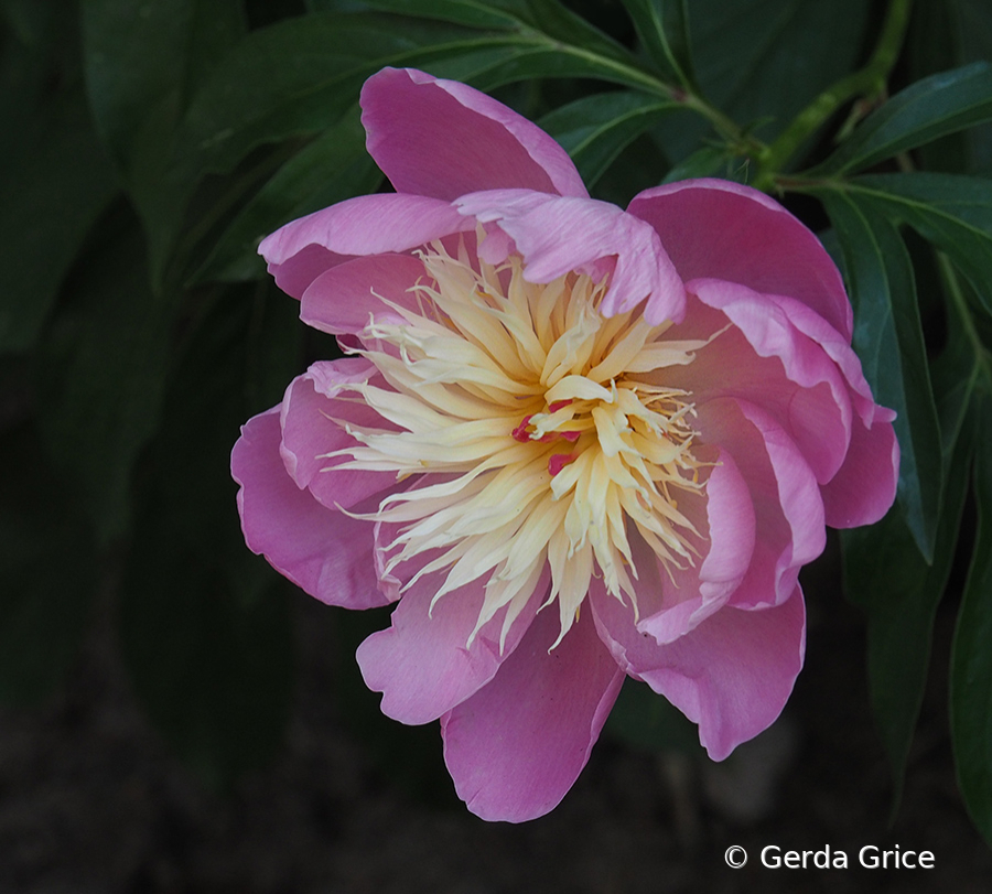 Close-Up of Peony