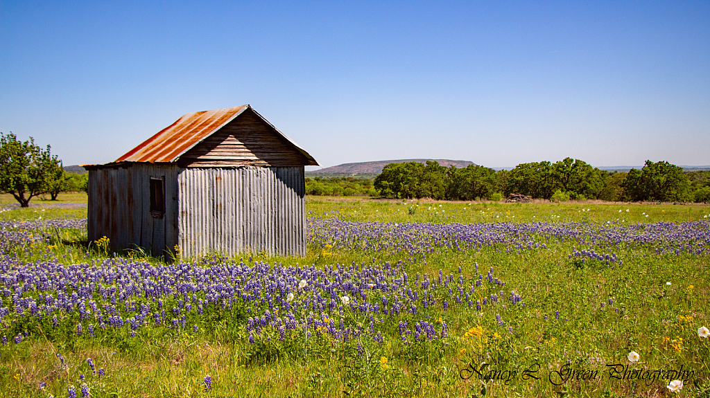 Texas Blue Bonnets