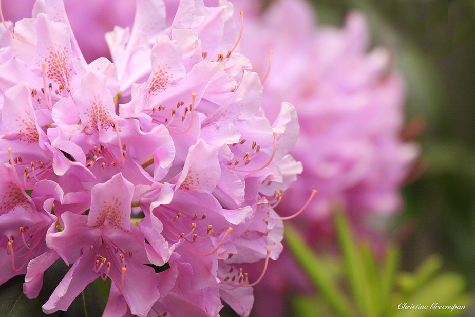 Springtime Pink