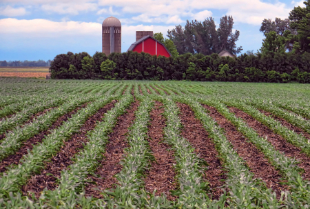 Red Barn And Crop Lines