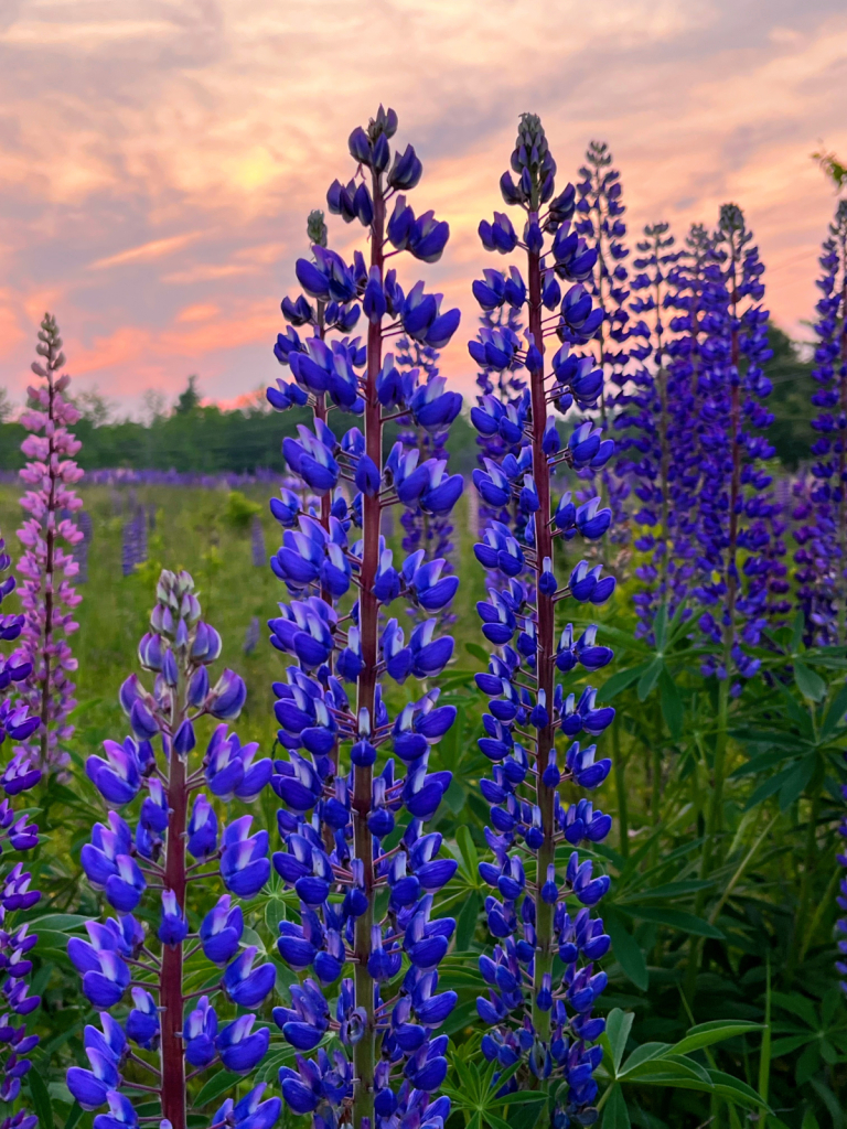 Maine Wildflowers 