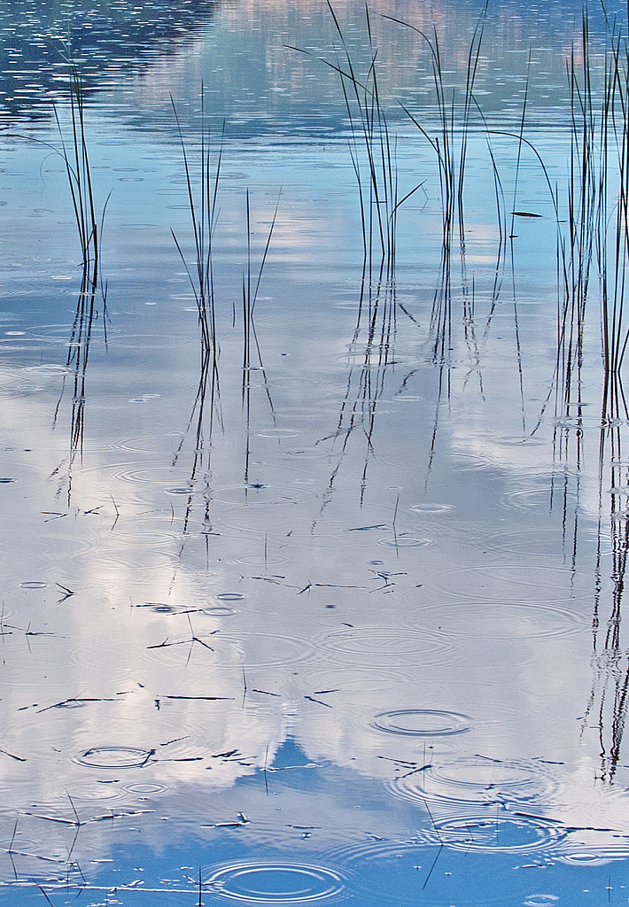 Reeds and Raindrops. Abstract.