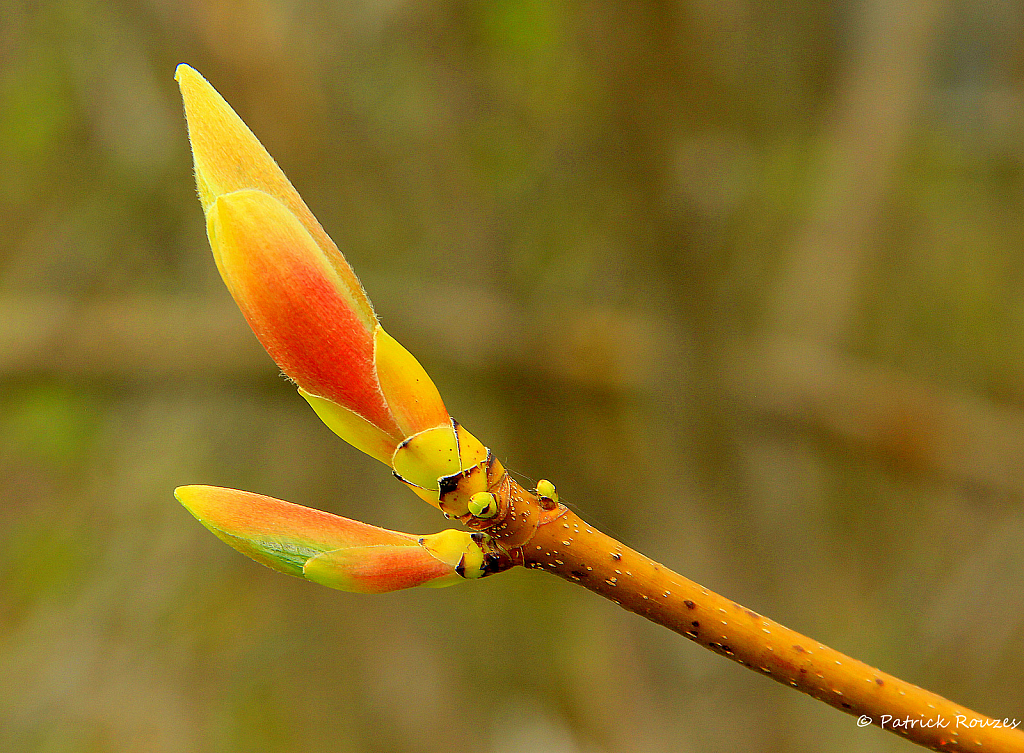 Spring - Tree Buds