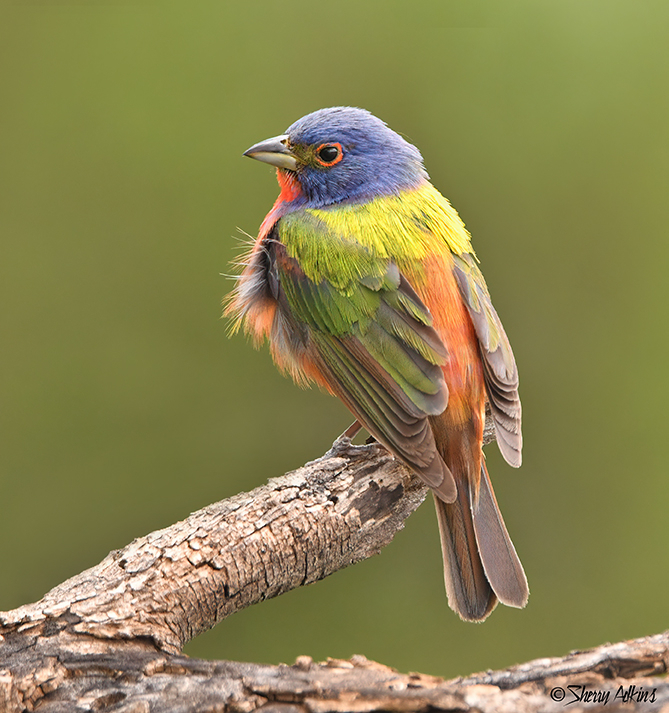Painted Bunting  - ID: 16071099 © Sherry Karr Adkins