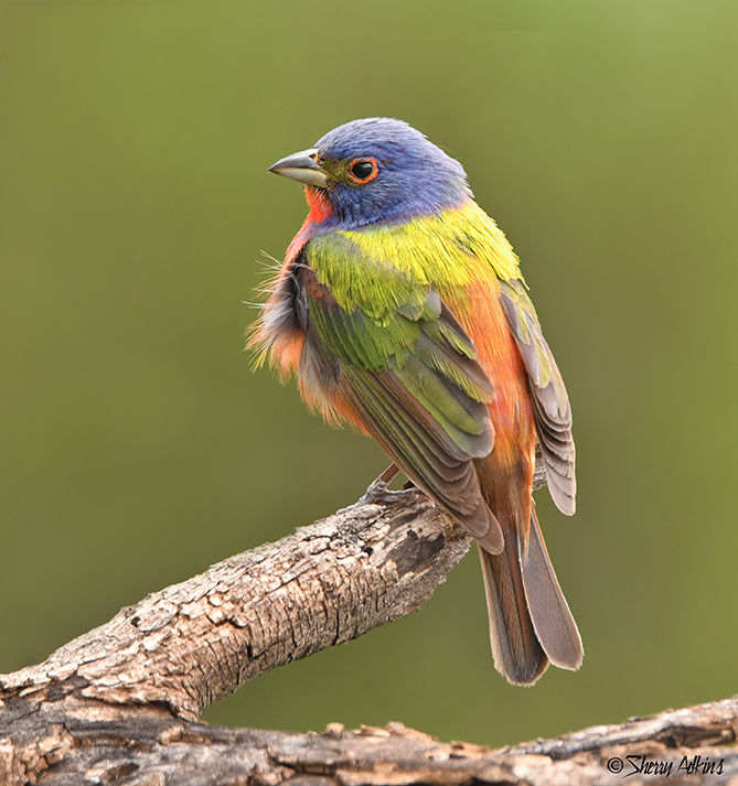Painted Bunting 