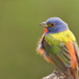 2Painted Bunting  - ID: 16071099 © Sherry Karr Adkins