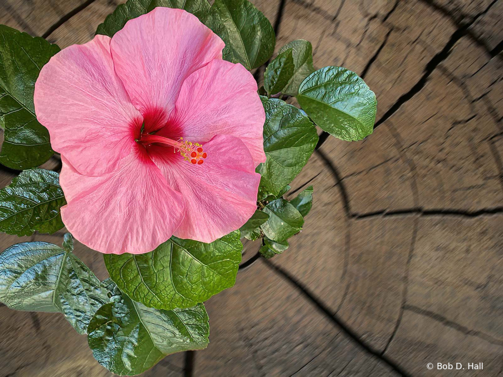 Standing Hibiscus