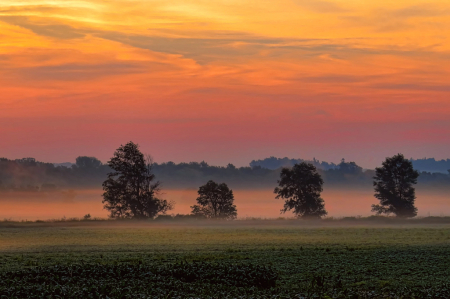 Treeline In Foggy Sunrise