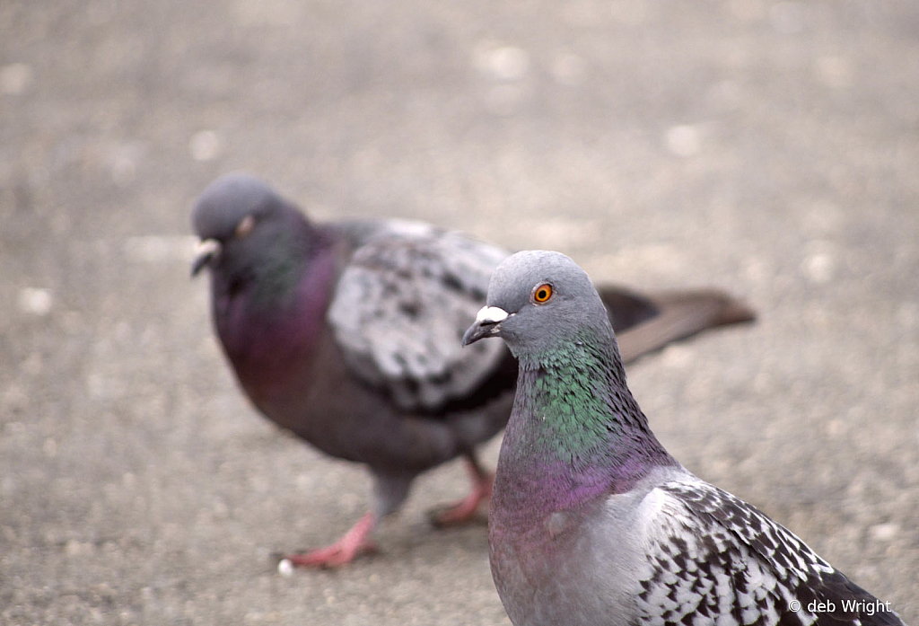 Pigeons - ID: 16071201 © deb Wright