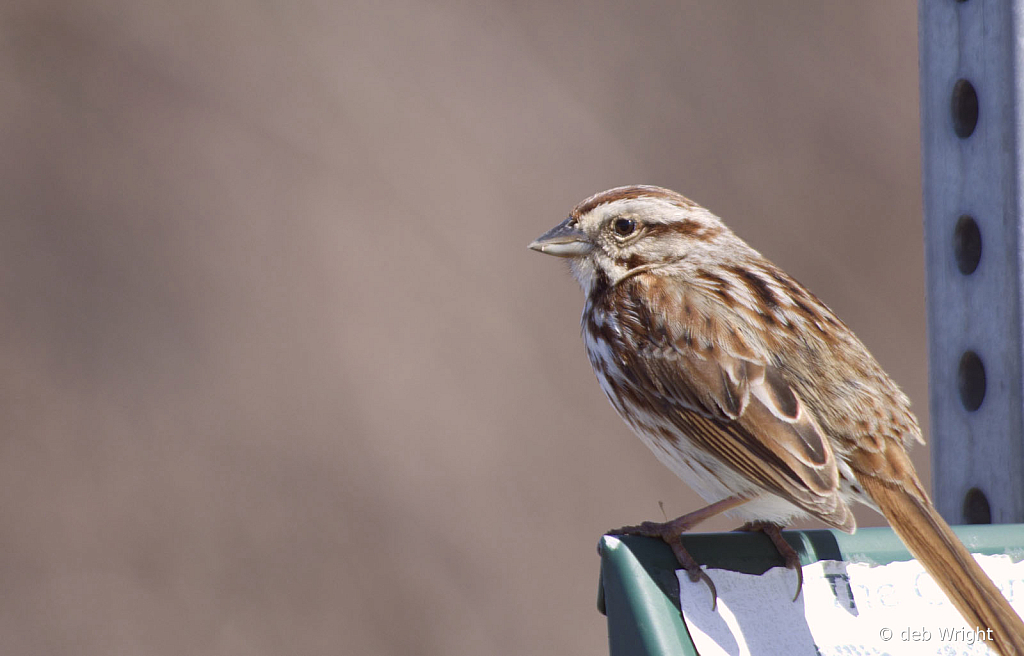 Song Sparrow - ID: 16071203 © deb Wright