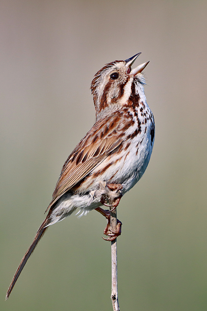 Song Sparrow