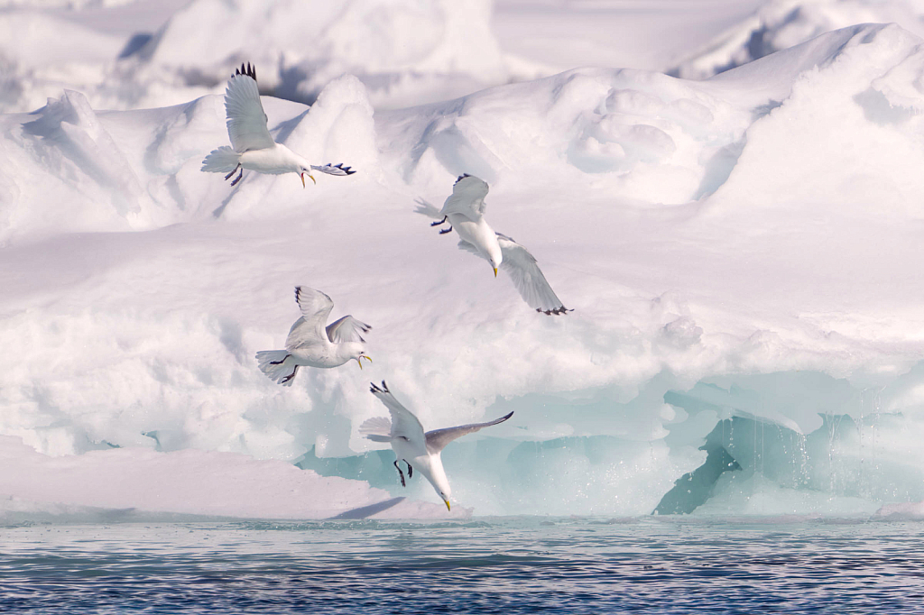 Black Legged Kittywakes Fishing in Arctic Sea