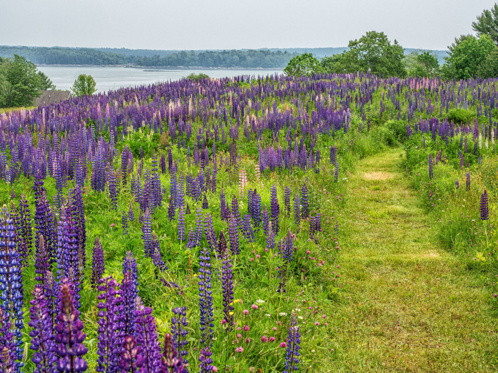 Lupines to the Sea