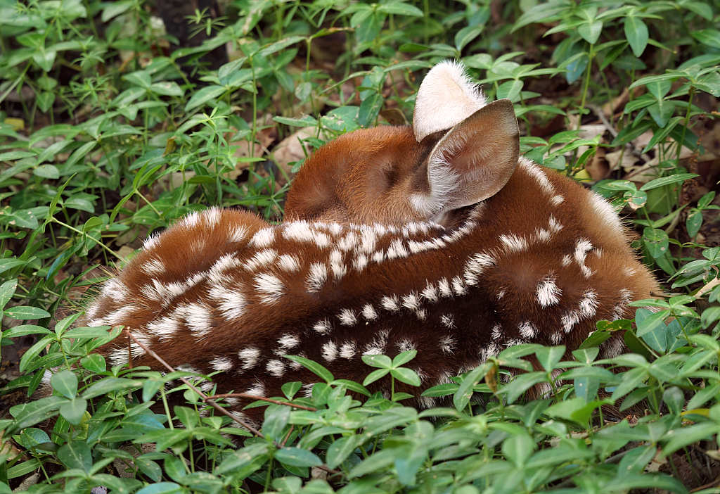 Sleeping Beauty