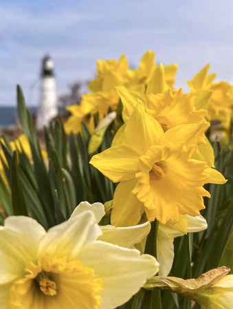 Flowers Of Maine