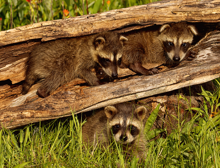 Three Baby Racoons