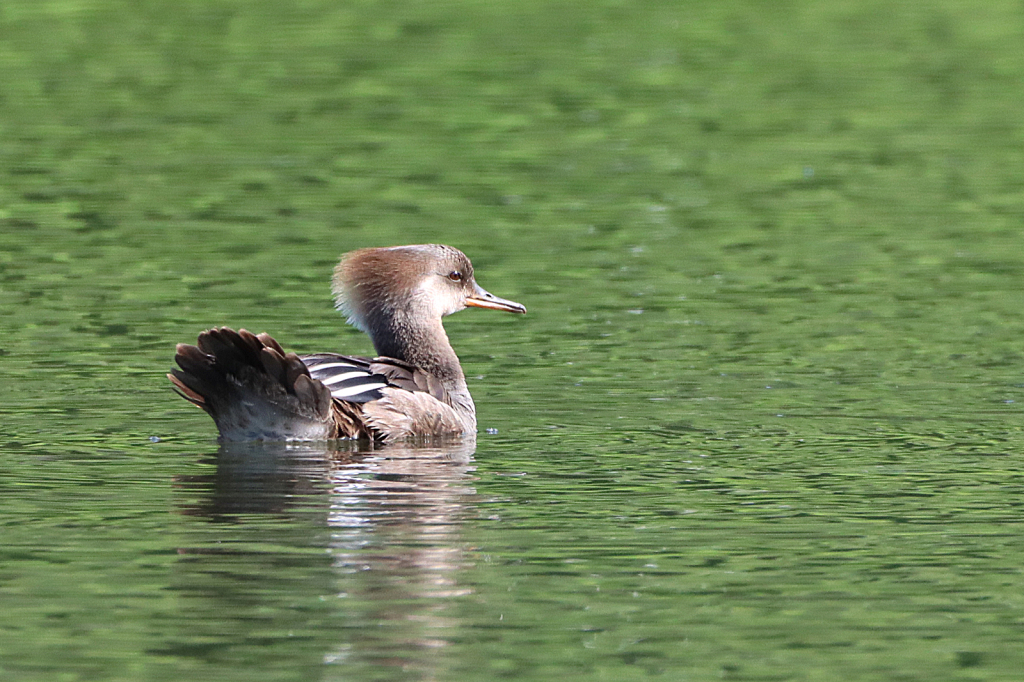 Merganser