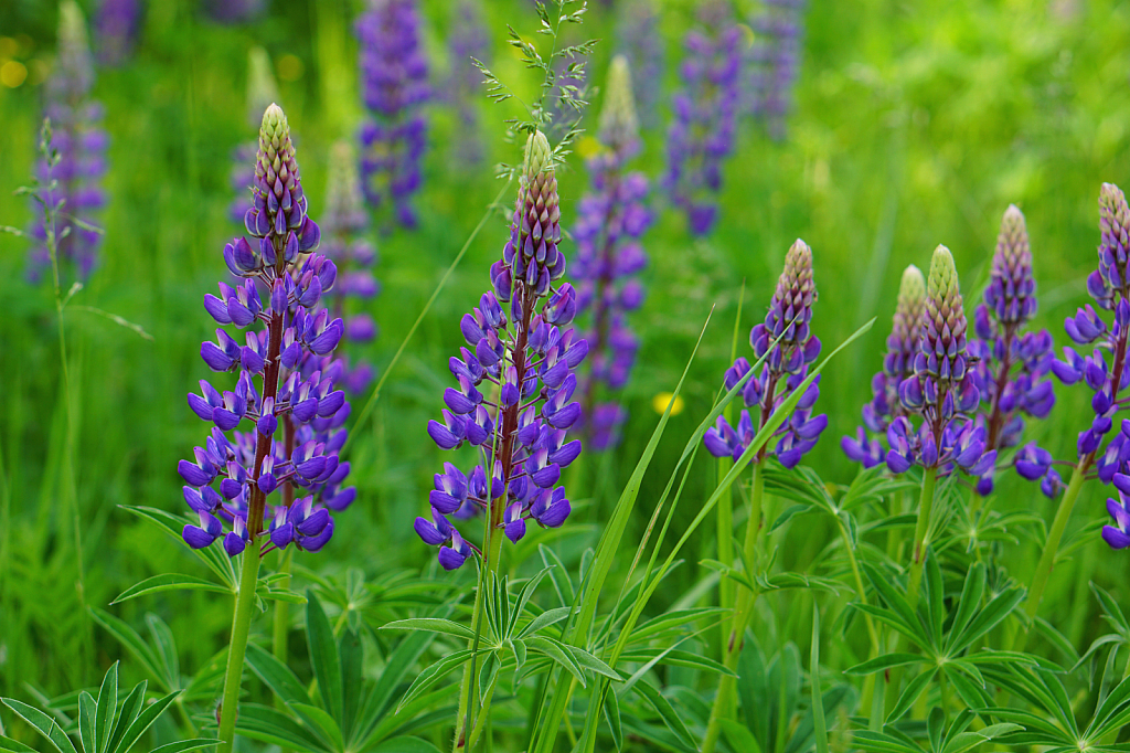 Lupine