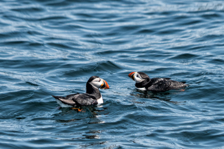 Puffin Pair