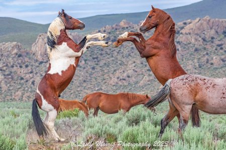 Late Morning Scuffle