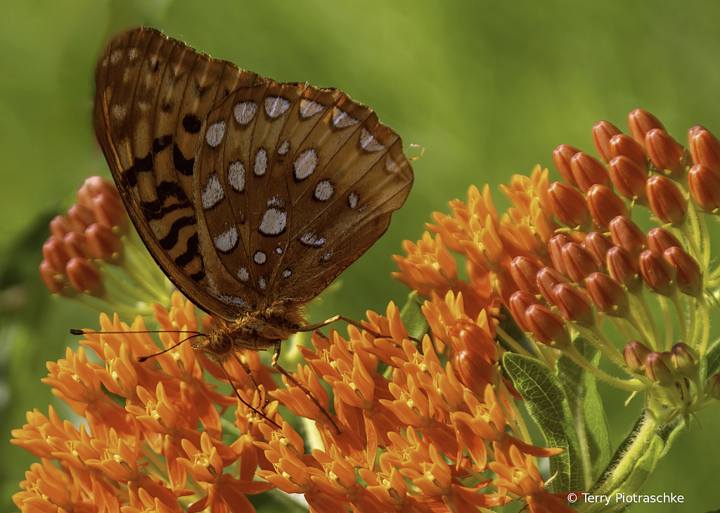 Summer Orange