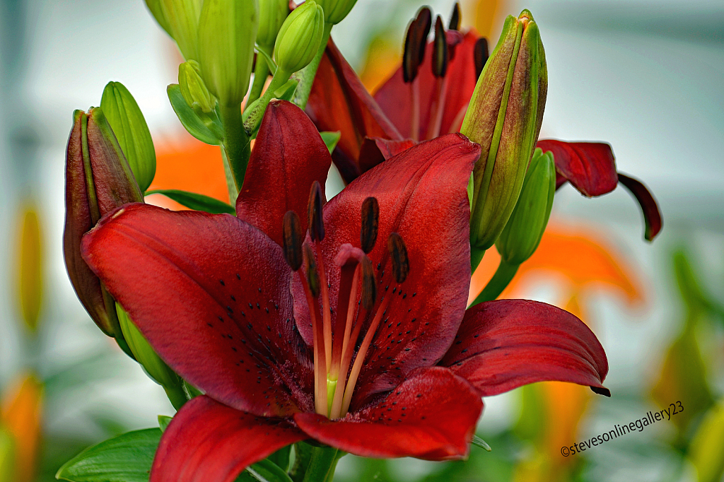 Amazing Flora - ID: 16071832 © Stephen D. Lewis