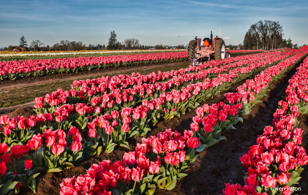 At the Tulip Farm