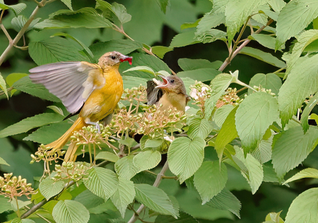 Female Oriole and Fledgling