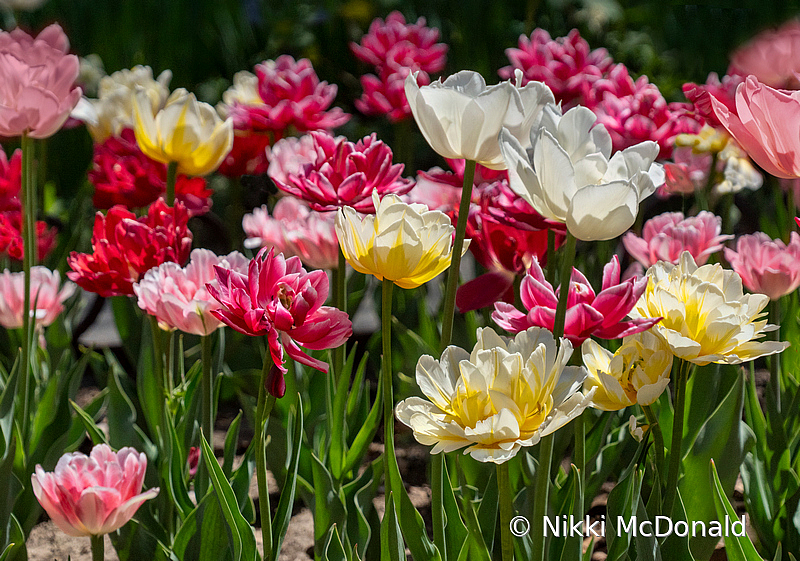 Double Tulips