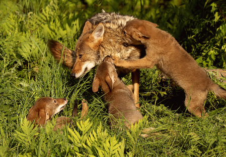 Coyote and Babies