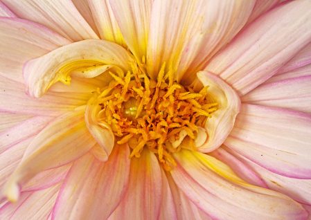 Dahlia