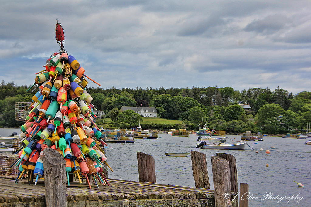 The  Buoy Tree