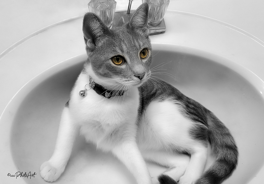 Sink Sitting - ID: 16072159 © Candice C. Calhoun