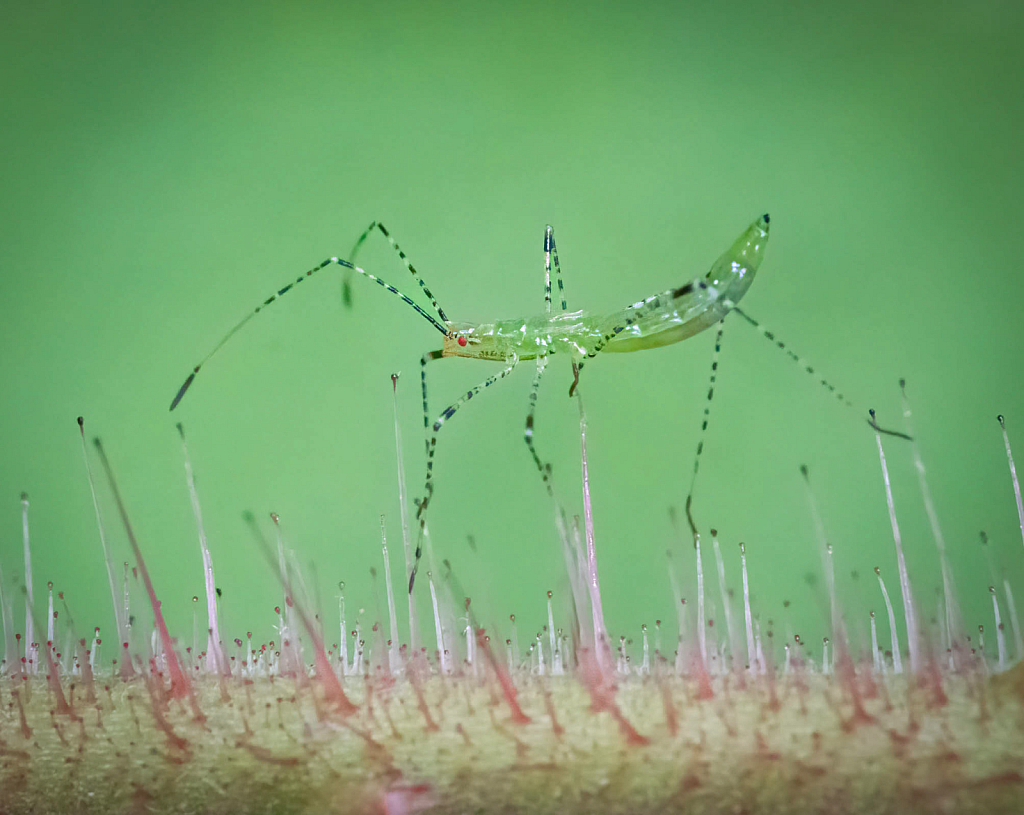 Nymph Green Assassin Bug