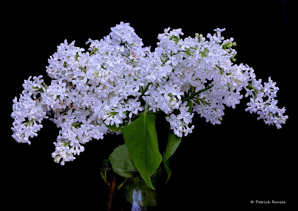 Lilacs In A Bottle