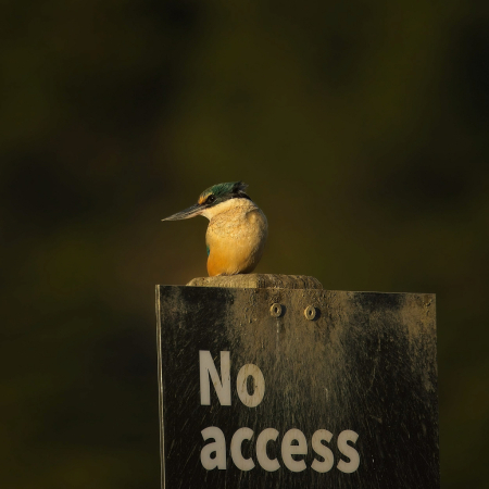 Sacred kingfisher says 