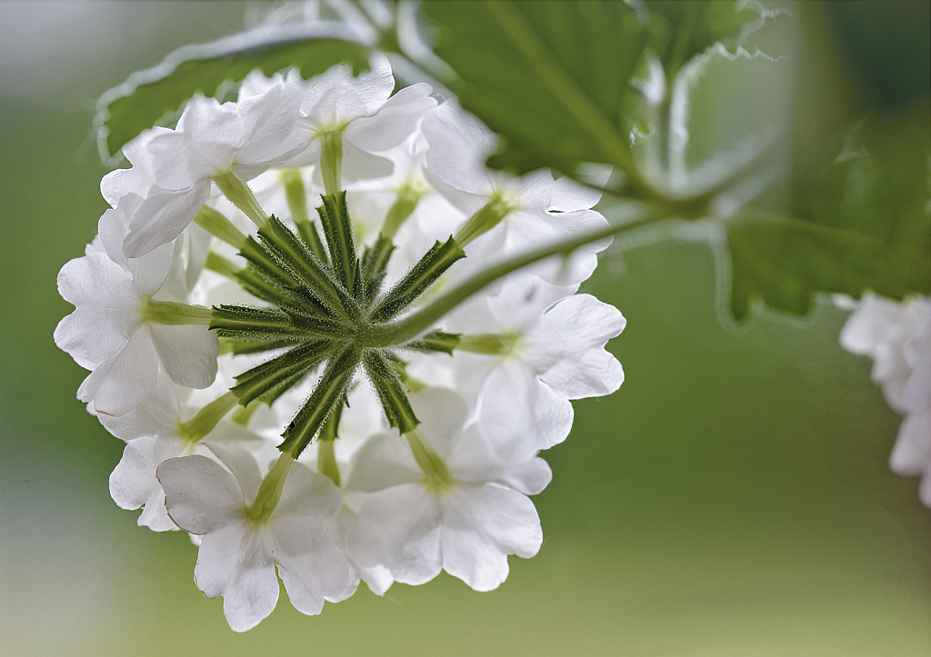 Verbena from the Back