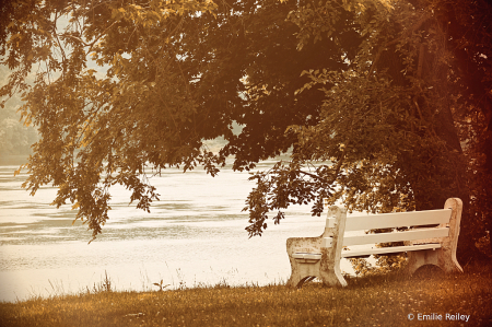 natures bench 