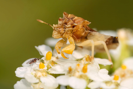 The Ambush Bug and the Little Fly