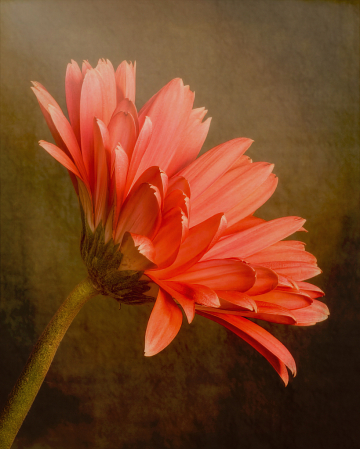 Gerbera Daisy