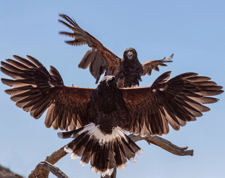 Harris Hawk Fight