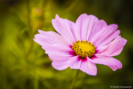 Pink Mexican Aster