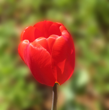 Tulip In Red