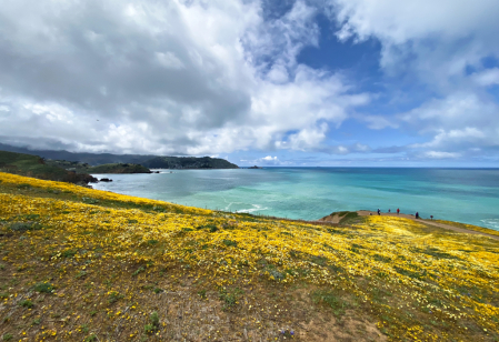 Coastal Bloom