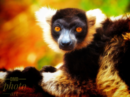 ~ ~ MADAGASCAR LEMURS ~ ~ 